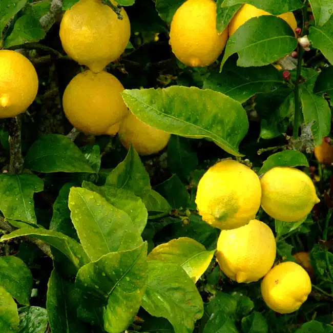 Citronnier Meyer - Citrus x meyeri Citronnier Meyer - Citrus x meyeri - Agrumes de la Pépinière Ferriere Fleurs