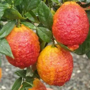 Citronnier rouge - Citrus limon rosso - Agrume de la Pépinière d'arbre fruitier Ferriere Fleurs