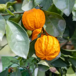 Citrus aurantium canaliculata - Striata - Agrumes de la Pépinière Ferriere Fleurs