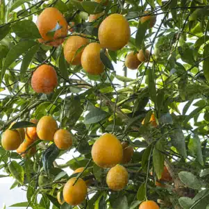 Kumquatine – Citrus Kucle Citrus fortunella margarita x citrus clementina 'Kucle' - Agrumes de la Pépinière Ferriere Fleurs