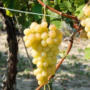 Branche de vigne italia - Arbuste fruitier et petits fruits - Pépinière Ferriere Fleurs