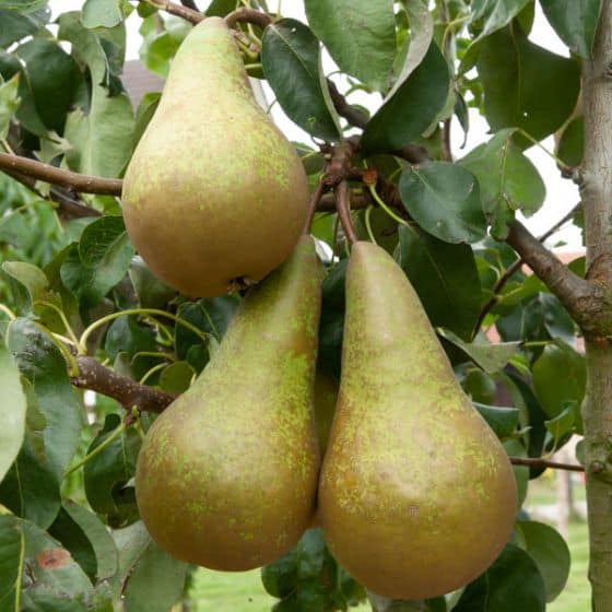 Poirier Conf rence Pyrus Communis
