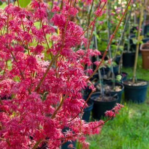 Branches de l'Acer Palmatum Wilson Pink Dwarf - Érable du Japon - Pépinière Ferriere Fleurs