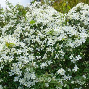 Clématis Montana Grandiflora en fleurs