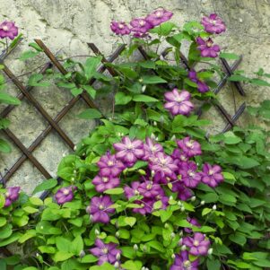 Clématite Ville de Lyon - Clematis Vticella Ville de Lyon