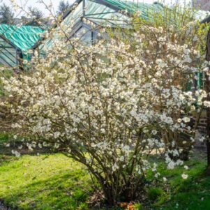 Cognassier du Japon Speciosa Nivalis - Chaenomeles Speciosa Nivalis