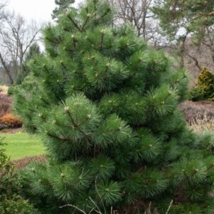 Conifère pinus nigra nana - Conifère - Pépinière Ferriere Fleurs