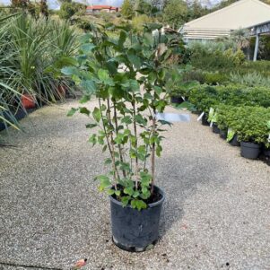 Cornus Mas - Pot de 7,5L - Arbuste à fleurs et joli feuillage - Pépinière Ferriere Fleurs
