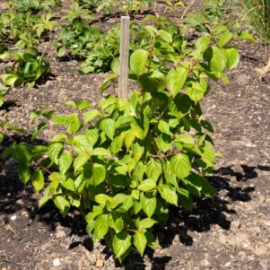 Cornus sanguina magic flame - Arbuste à fleurs et jolis feuillages - Pépinière Ferriere Fleurs