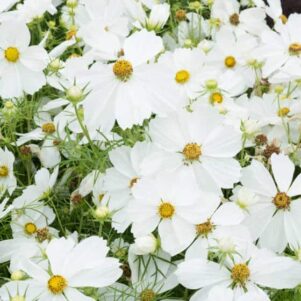 Cosmos blanc - Plantes fleuries extérieur annuelles - Jardinerie Ferriere Fleurs