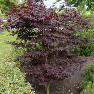 Érable du Japon Bloodgood rouge - Arbuste de terre de bruyère - Pépinière Ferriere Fleurs