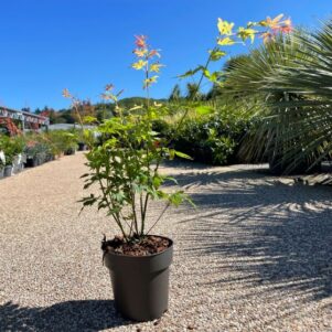 Erable du japon orange dream - Pot de 15cm - Arbuste terre de bruyère - Pépinière Ferriere Fleurs