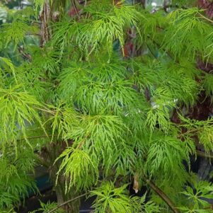 Erable du japon orange lace - Arbuste terre de bruyère - Pépinière Ferriere Fleurs