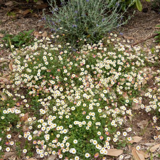 Graines Vergerette Erigeron Dunkelste Aller - Vivace Fleurie Violette Pour Plates-bandes Et Bordures