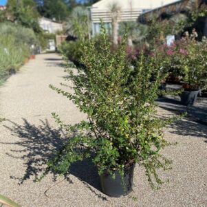 Escallonia Apple Blossom - Pot de 7,5L - Arbuste à fleurs et joli feuillage - Pépinière Ferriere Fleurs