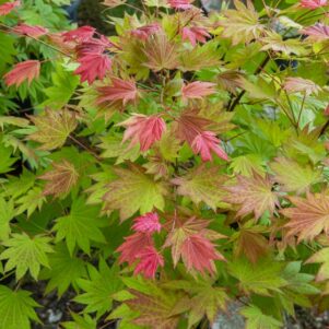 Feuillage de l'Acer Palmatum Moonrise - Érable du Japon - Pépinière Ferriere Fleurs