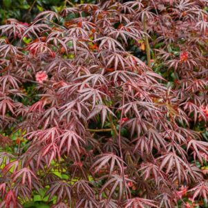 Feuillage de l'Acer Palmatum Trompenburg - Érable du Japon - Pépinière Ferriere Fleurs