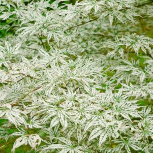 Feuillage de l'Acer Palmatum Ukigumo - Érable du Japon - Pépinière Ferriere Fleurs