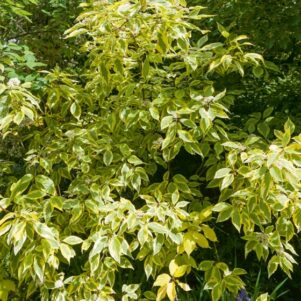Feuillage du Cornus Alba Gouchaultii