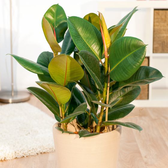 Ficus Elastica Tineke – Plante D'intérieur Caoutchouc, Pot 30-40 Cm, Dépolluante, Facile D’entretien