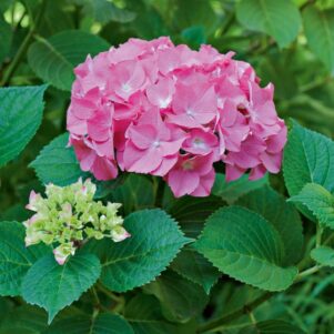 Fleur de l'hortensia Macrophylla Rosita - Arbuste terre de bruyère - Pépinière Ferriere Fleurs