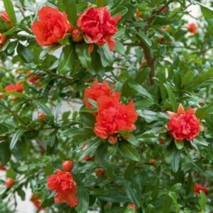 Fleurs de grenadier à fleurs Pleniflora - Punica Granatum Pleniflora