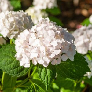 Fleurs de l'hortensia macrophylla mme emile mouillère - Arbuste terre de bruyère - Pépinière Ferriere Fleurs