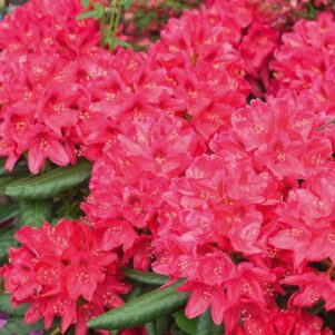 Fleurs de rhododendron Nova Zembla - Arbuste terre de bruyère - Pépinière Ferriere Fleurs