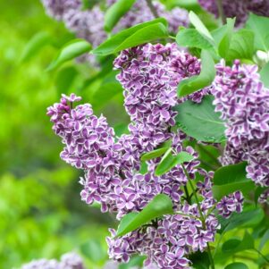 Fleurs de syringa Vulgaris Sensation - Arbuste à fleurs et jolis feuillages - Pépinière Ferriere Fleurs