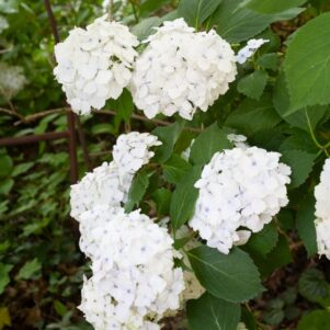 Floraison de l'hortensia Macrophylla Soeur Thérèse - Arbuste terre de bruyère - Pépinière Ferriere Fleurs