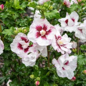 Floraison de l'hibiscus syriacus helene - Arbuste à fleurs et jolis feuillages - Pépinière Ferriere Fleurs