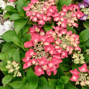 Floraison de l'hortensia Macrophylla Kardinal - Arbuste terre de bruyère - Pépinière Ferriere Fleurs
