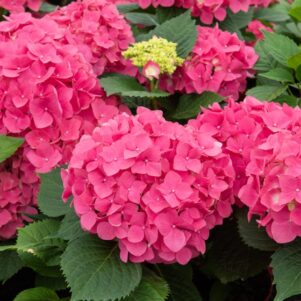 Floraison de l'hortensia Macrophylla Leuchtfeur - Arbuste terre de bruyère - Pépinière Ferriere Fleurs