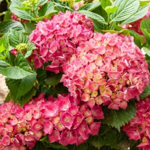 Floraison de l'hortensia Macrophylla Red Baron - Arbuste terre de bruyère - Pépinière Ferriere Fleurs