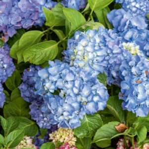 Floraison de l'hortensia macrophylla nikko blue - Arbuste terre de bruyère - Pépinière Ferriere Fleurs