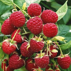 Framboisier Aroma Queen - Rubus idaeus Aroma Queen