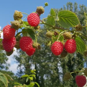Framboisier Himbo Top - Rubus idaeus 'Himbo Top'