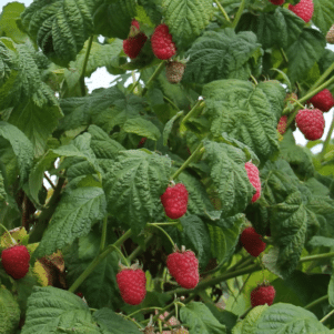 Framboisier Paris - Rubus idaeus 'Paris'