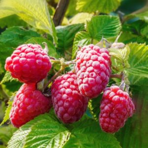 Framboisier Solu Red - Rubus idaeus 'Solu Red'