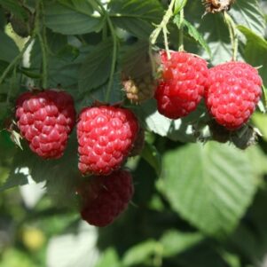 Framboisier Tula Magic - Rubus idaeus 'Tulamagic'