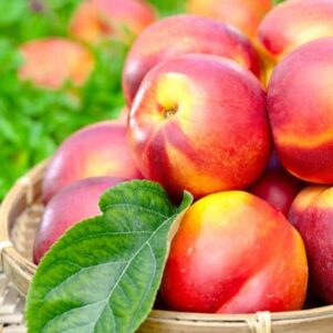 Fruit du nectarinier jaune - Arbre fruitier - Pépinière Ferriere Fleurs