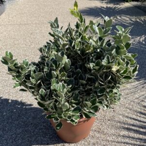 Fusain du Japon Emerald Gaiety - Pot de 10 litres - Pépinière Ferriere Fleurs