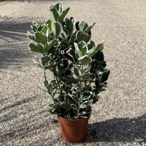 Fusain du Japon Emerald Gaiety - Pot de 10,5 cm - Pépinière Ferriere Fleurs