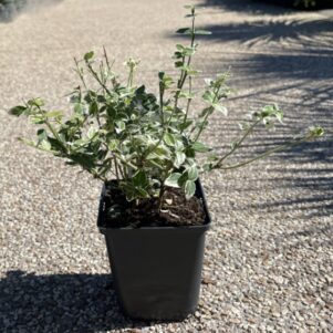 Fusain du Japon Emerald Gaiety - Pot de 13 cm - Pépinière Ferriere Fleurs