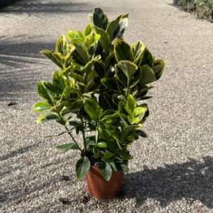 Fusain du Japon Emerald Gold - Pot de 10,5cm - Pépinière Ferriere Fleurs