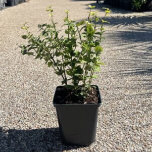 Fusain du Japon Emerald Gold - Pot de 13cm - Pépinière Ferriere Fleurs
