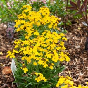 Giroflée Sugar Rush jaune - Plante fleurie extérieur annuelle - Jardinerie Ferriere Fleurs