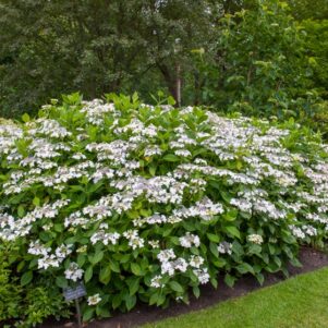 Hortensia Macrophylla Lanarth White - Arbuste terre de bruyère - Pépinière Ferriere Fleurs