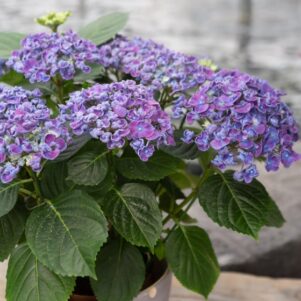 Hortensia macrophylla gretrud glahn - Arbuste de terre de bruyère - Pépinière Ferriere Fleurs