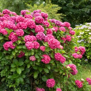 Hortensia macrophylla sibilla - Arbuste terre de bruyère - Pépinière Ferriere Fleurs
